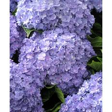 Planter Hortensia 'Together Blue' - Bush