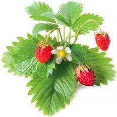 Obst- & Beerensamen Click and Grow Smart Garden Strawberry Refill 3-pack