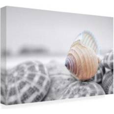 Trademark Fine Art Alan Blaustein Crescent Beach Shells 15 Poster 47x30"