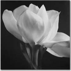 Trademark Fine Art Gardenia Wall Decor 24x24"