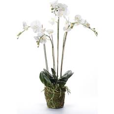 Emerald Artificial Orchid Plant with Moss White Kunstig plante