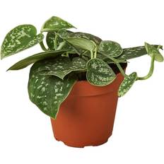 House Plant Shop Pothos Satin Scindapsus Pictus