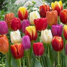 Trees & Shrubs Van Zyverden Tulips Bulbs Triumph Mixture