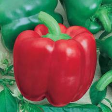 Vegetable Seeds Seeds: Yolo Wonder L Sweet Pepper Garden