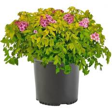 Trees & Shrubs 2.25 Gal. Goldmound Spirea Flowering Shrub