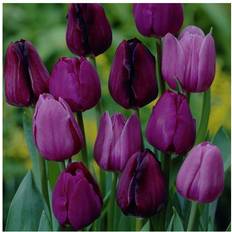 Trees & Shrubs Van Zyverden Tulips Non-Stop Purple Blend