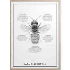 Kunskaps Tavlan Our Beloved Bees Poster 50x70cm