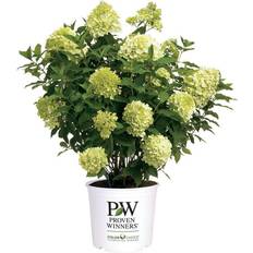 Proven Winners Limelight Prime Hydrangea Shrub