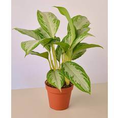 Plants Silver Bay Chinese Evergreen Aglaonema Plant