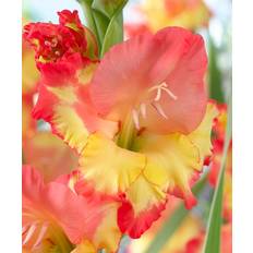 Van Zyverden Plant Bulbs Multi-colored Gladiolus Large Flowering Princess