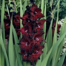 Seeds Van Zyverden Gladiolus Large Flowering Black