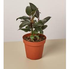 Plant Shop Ficus 'Burgundy' 4" Pot Live Care Natural Plant Great Gifts Free Care