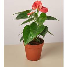 Interior Details Shop Anthurium 'Pink' 4 Artificial Plant