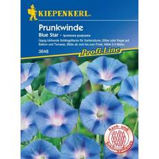 Blumensamen Kiepenkerl Prunkwinde Blue Star Ipomoea purpurea, Inhalt: ca.