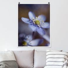 fleurs Anémone en bleu Poster