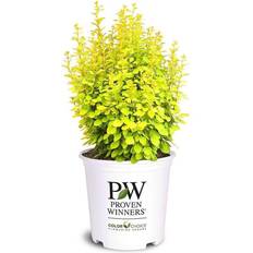 Hedge Plants 2 Gallon Proven Winners Gold Pillar Barberry