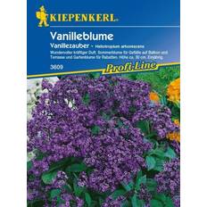 Saatgut Kiepenkerl Vanilleblume Vanillezauber Heliotropium arborescens, Inhalt: ca.