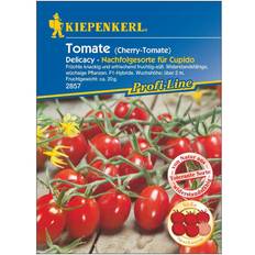 Gemüsesamen Kiepenkerl Cherry-Tomate Delicacy F1