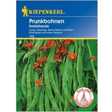 Saatgut Kiepenkerl Prunkbohne Rotblühende Phaseolus coccineus, Inhalt: 6-8 lfd.