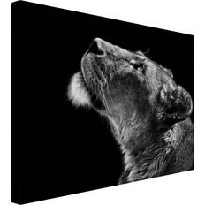Schwarz Bilder Ebern Designs Tiere Querformat Portrait Bild