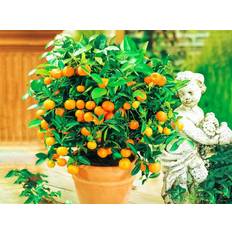 Garten-Welt Orangen-Bäumchen 1 Pflanze