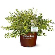 SOUTHERN 2 Gal. Lemon Abelia Plant with Bright Variegated