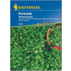 Heckenpflanzen Kiepenkerl Portulak Winterportulak ca.