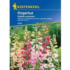 Heckenpflanzen Kiepenkerl Fingerhut Digitalis purpurea Digitalis 3