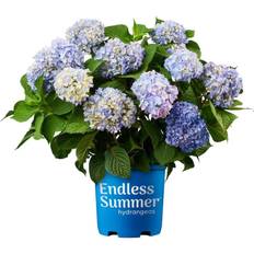 Summer Flowers Endless Summer 2 Gal. Original Hydrangea Plant with Flowers