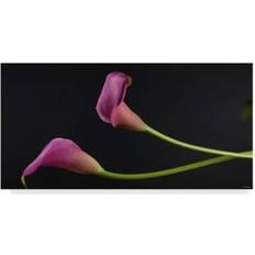 Trademark Fine Art Gordon Semmens 'Pink Lily Lit' Wall Decor