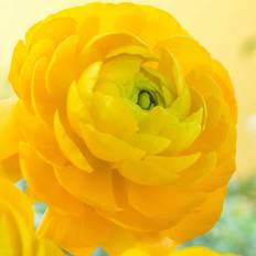 Seeds Van Zyverden Butter Cups Ranunculus Double