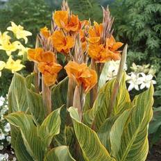 Seeds Van Zyverden Giant Cannas Bengal Tiger Set