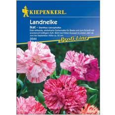 Blumensamen Kiepenkerl Landnelke Ikat Dianthus caryophyllus, Inhalt: