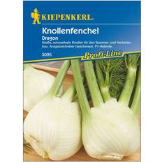 Kräutersamen Kiepenkerl Knollenfenchel Dragon F1 ca.