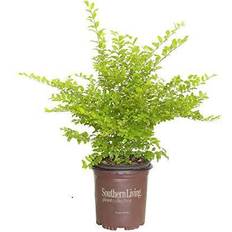 Summer Flowers Southern Plant Collection SL-53Q Sunshine Ligustrum, Sun Evergreen Shrub