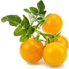 Plantenæring Click and Grow smart garden yellow mini tomato