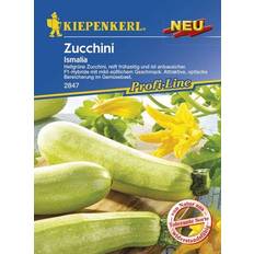 Ziersträucher Kiepenkerl Zucchini Ismalia Cucurbita pepo, Inhalt: