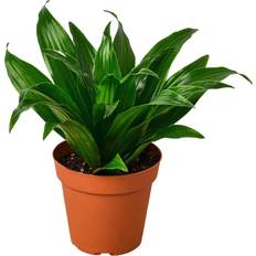 Interior Details House Plant Shop Dracaena Craig' Artificial Plant