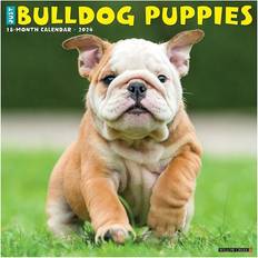 Willow Creek Press Office Supplies Willow Creek Press Just Bulldog Puppies 2024 Calendar