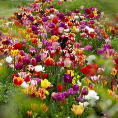 Flower Seeds Van Zyverden 25ct Tulips Economy Medley Of Varieties Bulbs