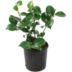 Potted Plants national PLANT NETWORK Qt. Camellia Japonica Plant