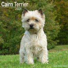 Måned Kalendere Cairn Terrier Calendar 2024 Calendar