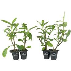 Wekiva Foliage LLC Longevity Spinach Live
