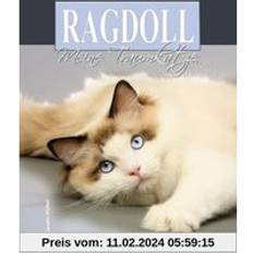 Ragdoll: Meine Traumkatze