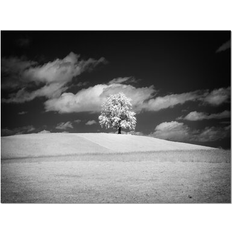 Framed Art Design Art Lonely Tree on Meadow Black White Photograph Framed Art