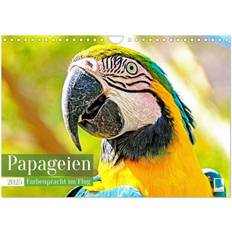 Tag Kalender Calvendo 2025 Parrots Splendor of Colors Wall Calendar A4 Landscape