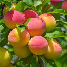 Ornamental Trees Brighter Blooms Apricot Plant Pot 11784