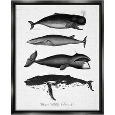 Stupell Industries Marine Wildlife Whales Drawings Diagram Weathered Black Framed Art 17x21"