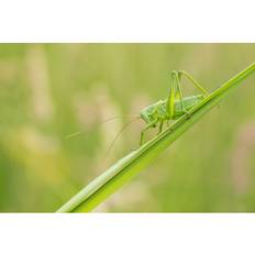 17 Stories Great Green Bush Cricket Green Wanddeko 90x60cm