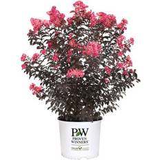 Proven Winners Coral Crape Myrtle Shrub